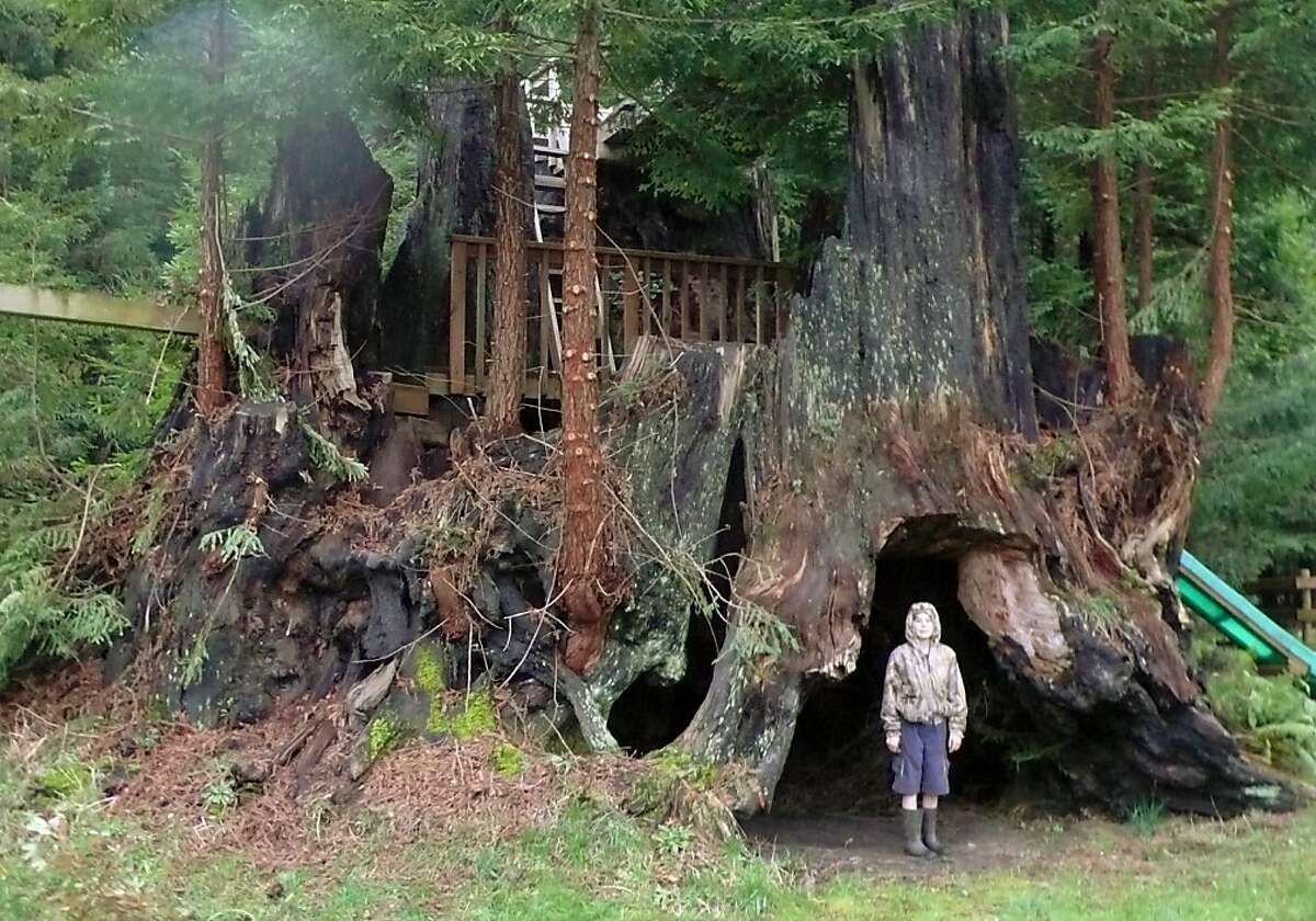 This October 2011, photo provided by Archangel Ancient Tree Archive shows an unidentified person standing beside a coastal redwood tree near Crescent City, Calif., that is among dozens the group has cloned. The group hopes to plant thousands of genetic copies of the trees around the world. (AP Photo/Courtesy Archangel Ancient Tree Archive)