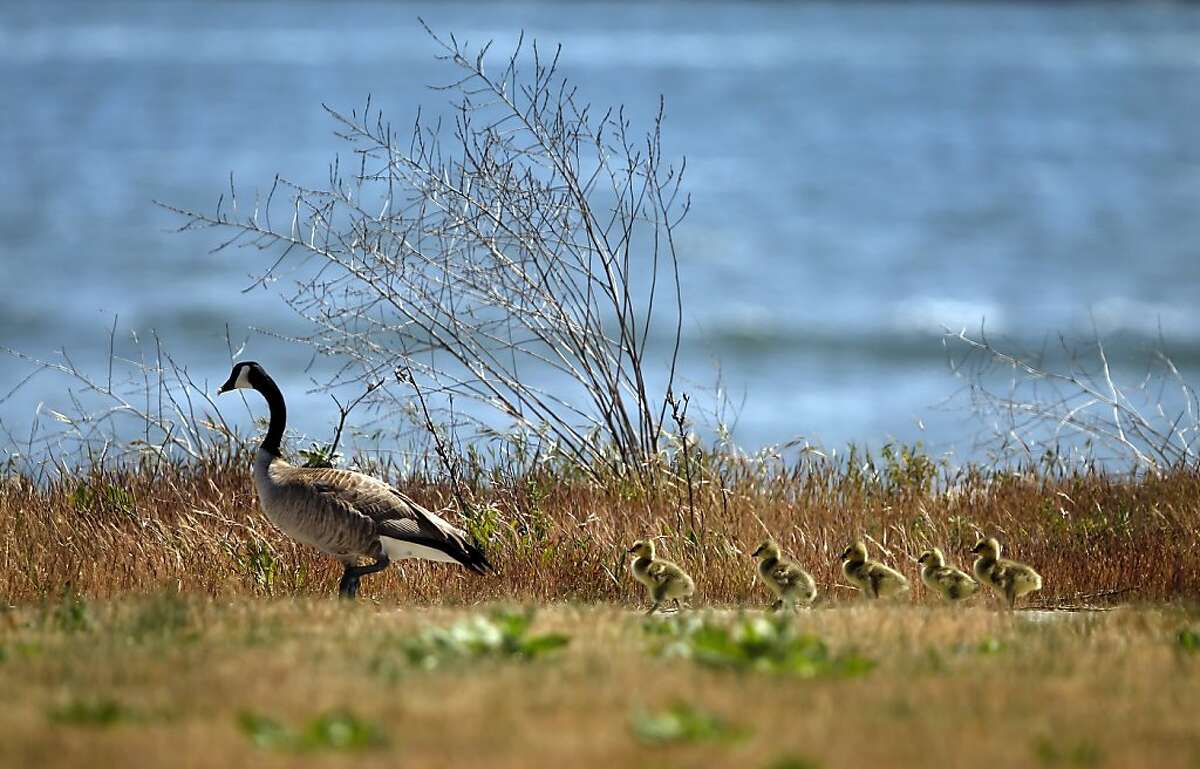 A mother goose and her goslings go out for a sunny stroll Monday at Middle Harbor Shoreline Park, Oakland.
