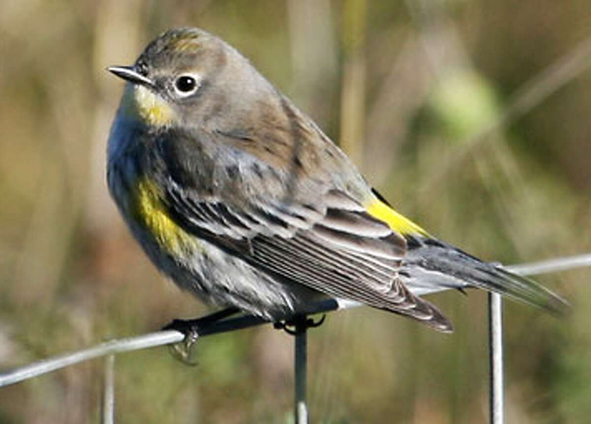 yellow rumped warbler southern california yellow rumped warbler southern california