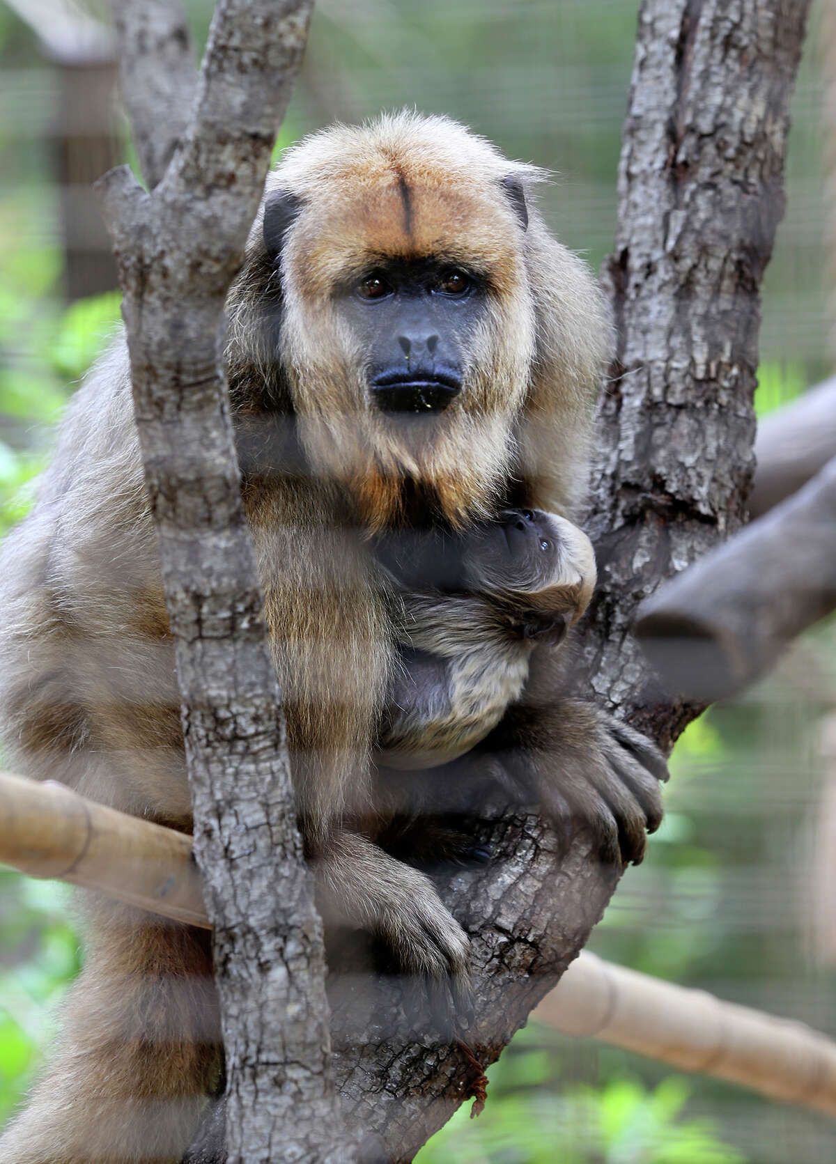 San Antonio Zoo closing monkey habitat for renovation
