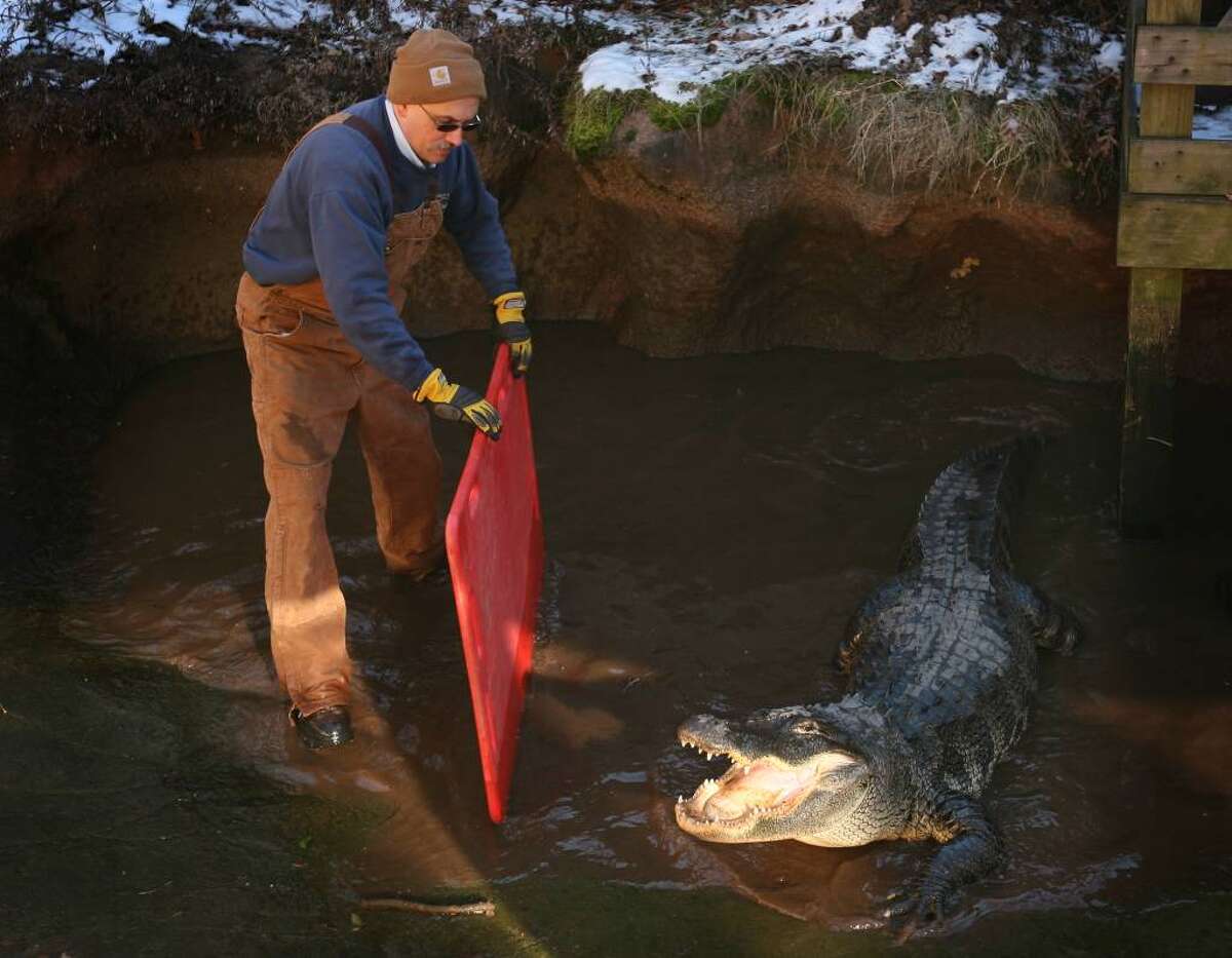 A 'chilling' scene Alligators on the move in Bridgeport