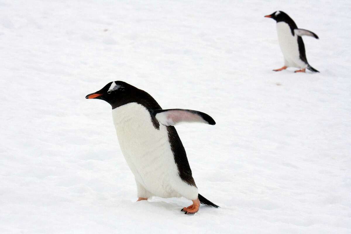 Penguins in Antarctica, photographed by timesunion.com Executive Producer Paul Block during a trip in December 2007.
