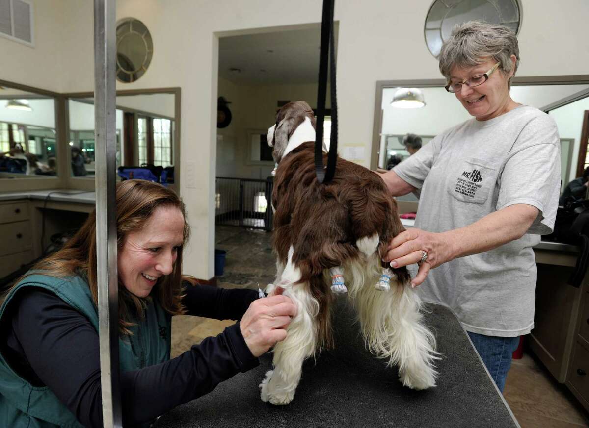 Dr. Dale Krier, D.V.M, of Sherman, Conn. left, the owner of Creature Comforts, a mobile veterinarian clinic, takes a blood sample from Zelda in order to check for tick desease, Wednesday, April 24, 2013. Kathy Kirk, right, manager of the Cerise English Springer Spaniels kennel, holds the dog still.