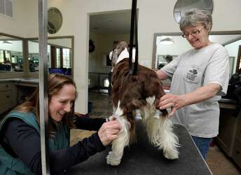 Mobile Veterinarians Quell Fears For Pets And Their Owners