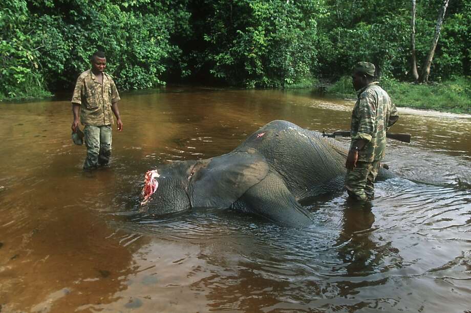Elephant poaching up in Central Africa - SFGate