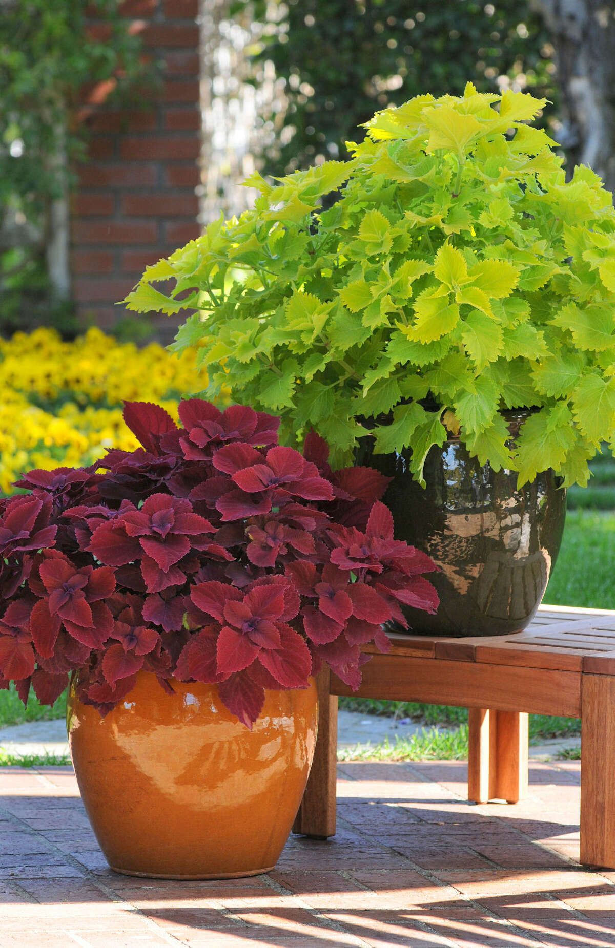 Coleus foliage varies from vibrant chartreuse to deep burgundy. The plants tolerate sun or shade, depending on the variety.