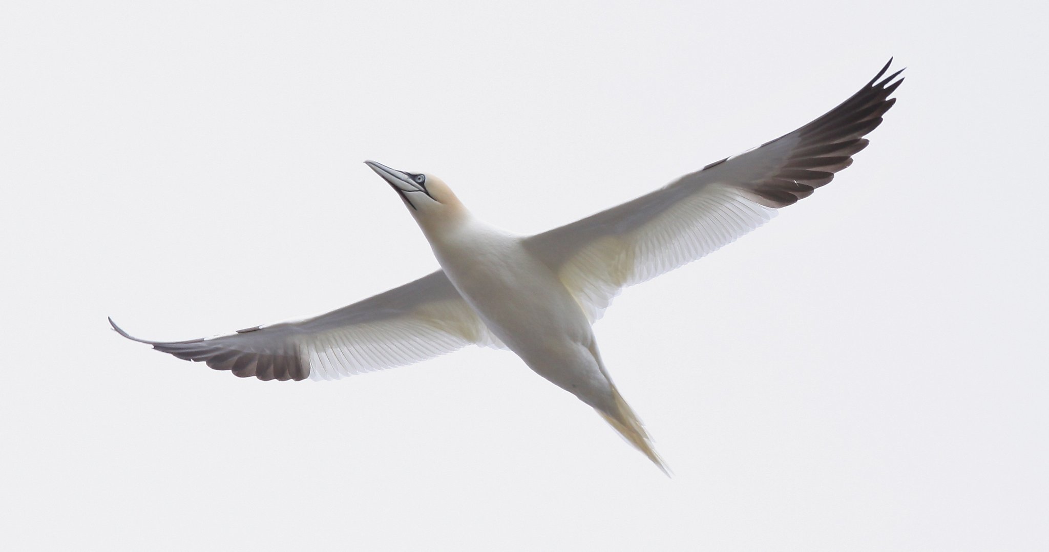 1st northern gannet found on Farallones