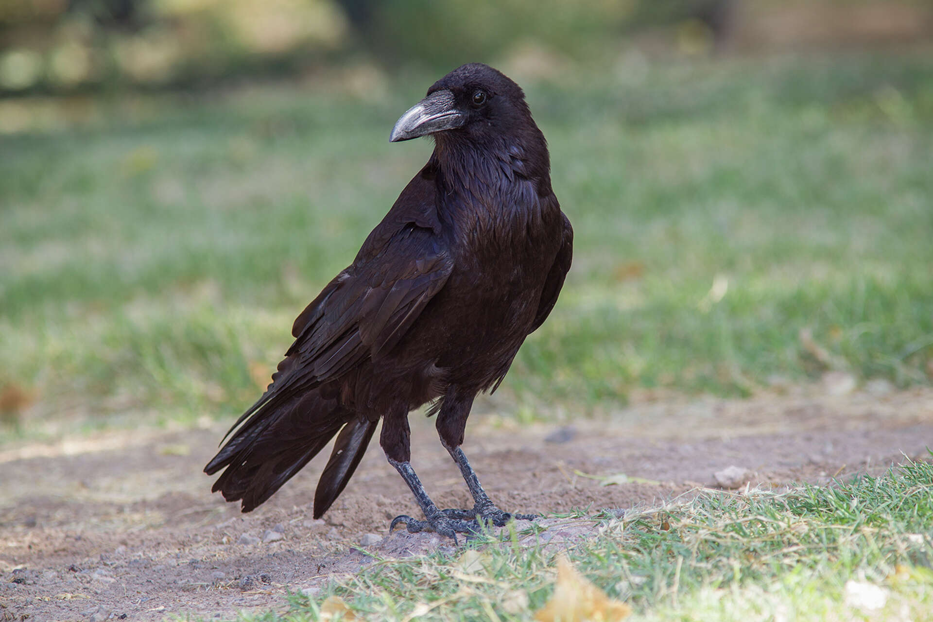 Tips for identifying ravens and crows