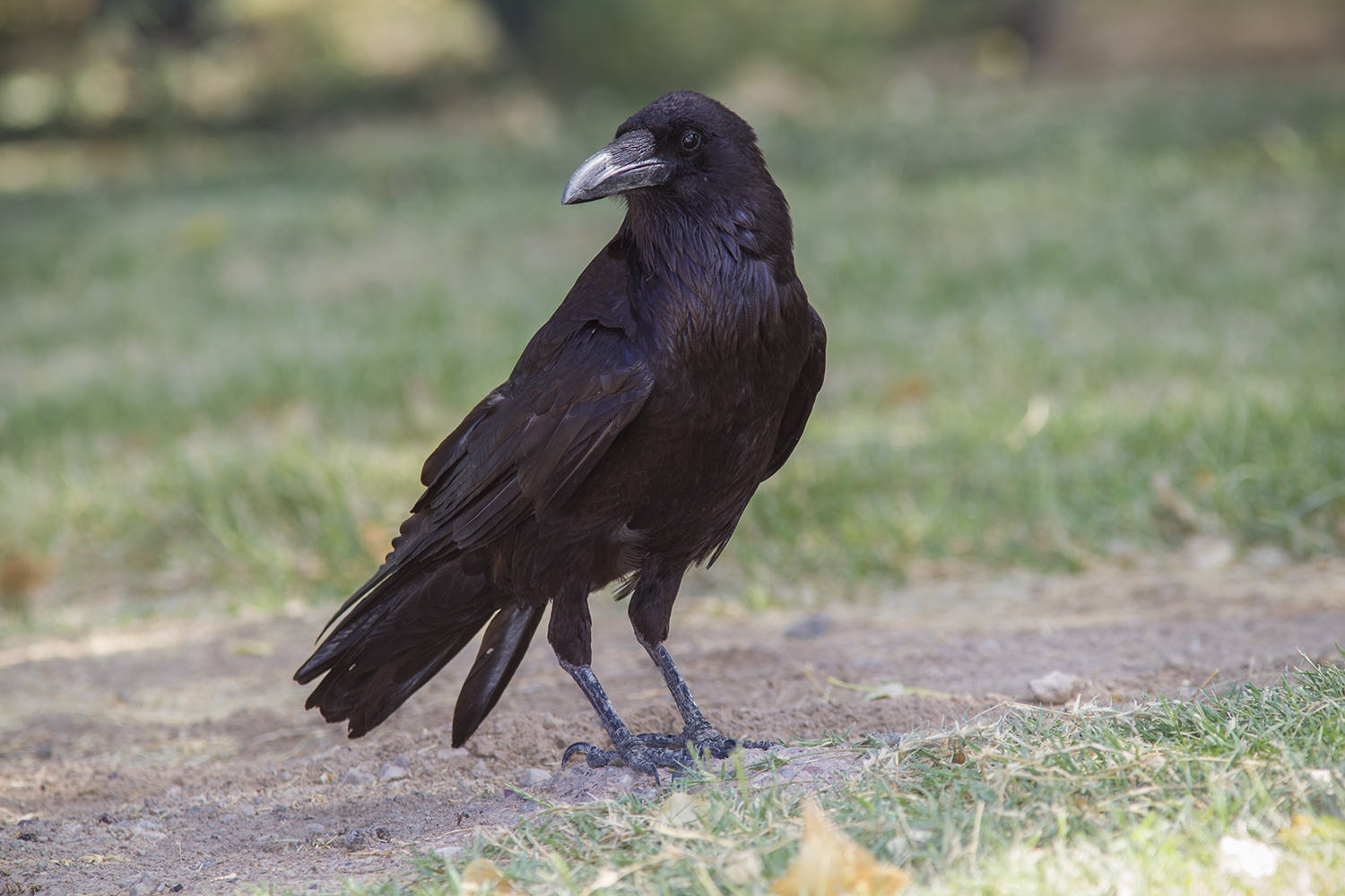 tips-for-identifying-ravens-and-crows-houston-chronicle