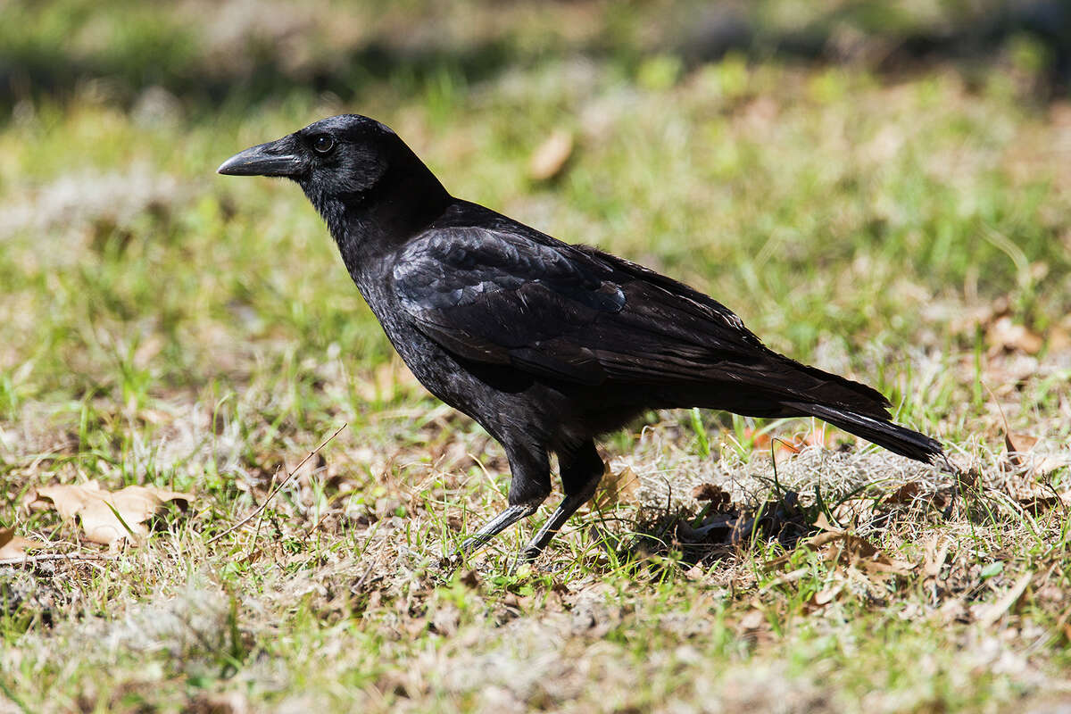 Tips for identifying ravens and crows