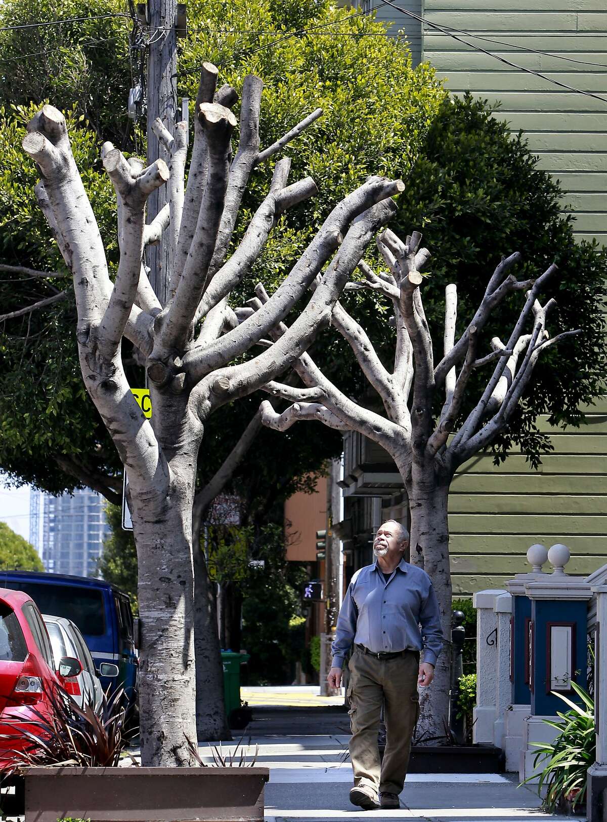 Homeowner Bernard Schweigert, in front of his home along Oak Street with the two Ficus Microcarpa Nitalda trees on his front sidewalk, in San Francisco, Calif., on Friday April 26, 2013. Informed by the City of San Francisco that he is responsible for the maintenance of the trees in front of his home, Schweigert had the trees "pollarded" which is supposed to slow the growth. The city informed him that the process was not done properly and then fined him $1,700 per tree.