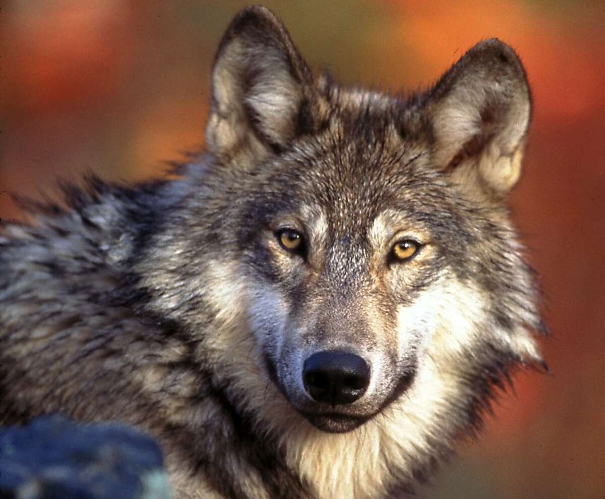 FILE - This undated photo provided by the U.S. Fish and Wildlife Service shows a gray wolf. Federal wildlife officials have drafted plans to lift protections for gray wolves across the Lower 48 states, which would end a decades-long effort that has restored the animals but only in parts of their historic range. (AP Photo/U.S. Fish and Wildlife Service, File)