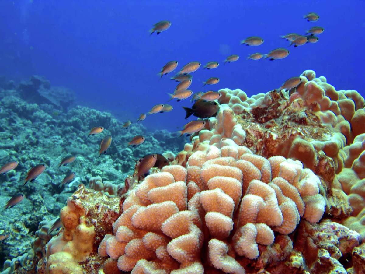 Poisonous run-off, rising ocean levels, increasingly acidic waters and overfishing are taking their toll on Hawaii's reefs and the marine life they support. Biologists are working hard to stem the problem but must now deal with invasive algaes that are compromising the whole reef system. Photo courtesy of iStockPhoto