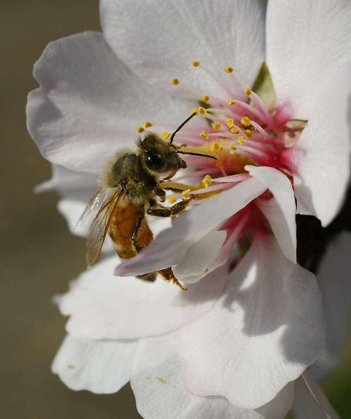 A special breed of honeybee from Arizona gathers pollen from an almond blossom in a Dixon, Calif. orchard on March 3, 2008. Researchers at UC Davis are experimenting with various breeds of bees hoping to find one that can resist the diseases and parasites that are affecting bees throughout the country, a huge threat to agriculture. Bees are needed to pollinate many of California's crops, including the almond trees now in full bloom. Photo by Michael Maloney / San Francisco Chronicle