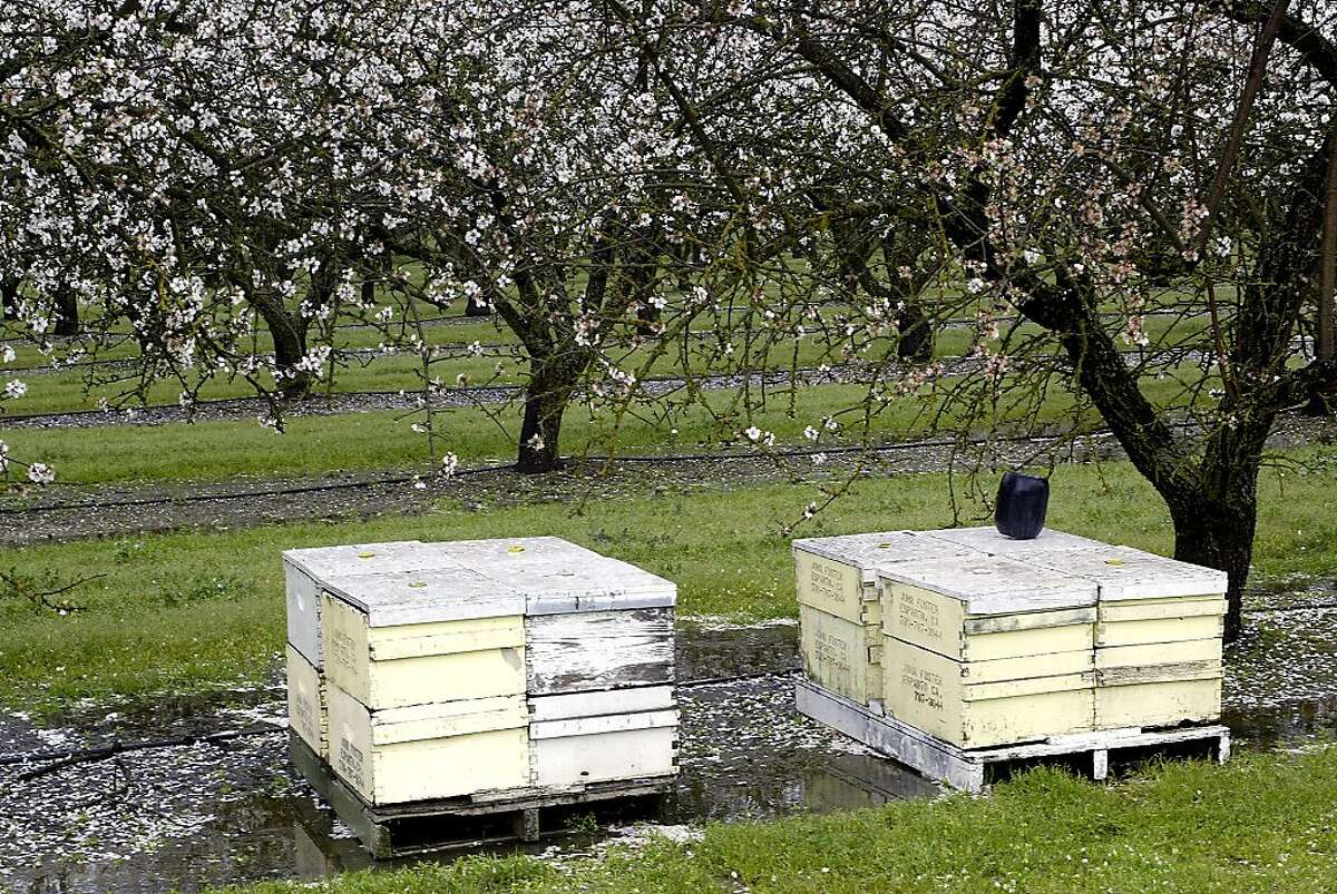 ALMONDS12_029LH.JPG Here are some beehives during wet and rainy weather. Bees are an essential part of almond pollinization. Wet and cold weather, such as we've had lately, discourages bee activity. Shot on 3/1/04 in Arbuckle. LIZ HAFALIA / The Chronicle Ran on: 02-24-2005 Bees essential role in almond production is hurt by rain.