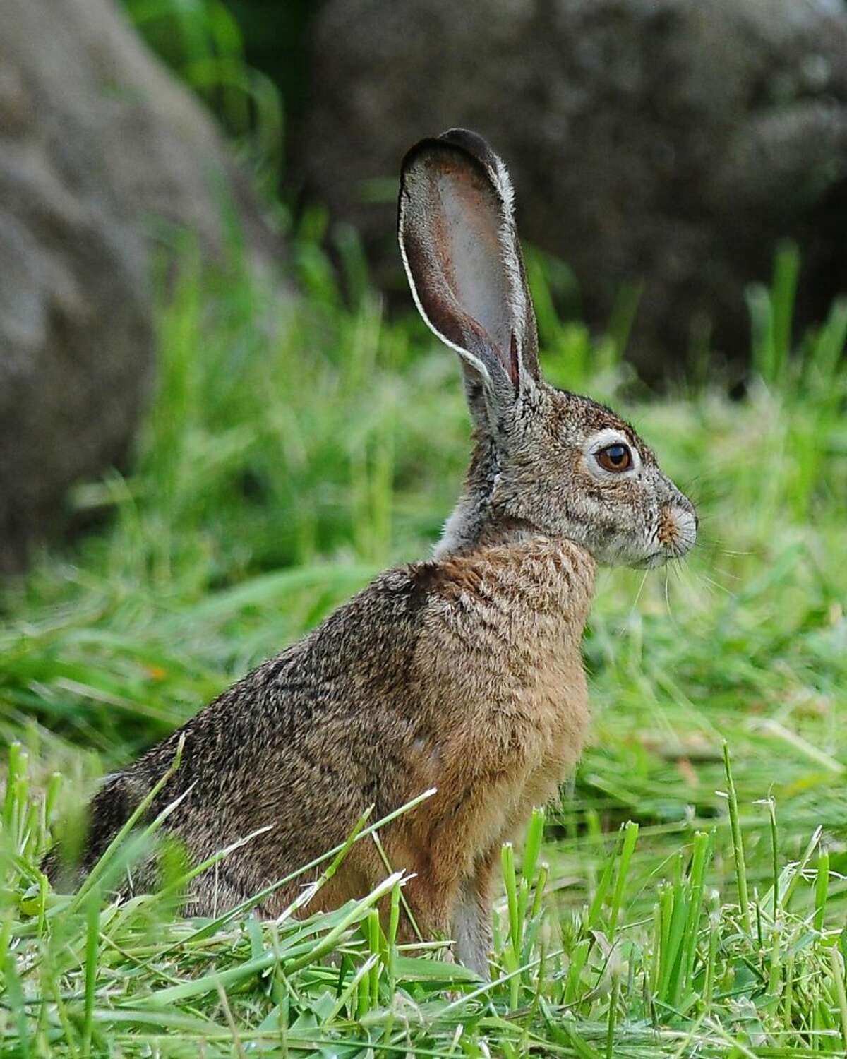 Repel rabbits with fences, plant choices