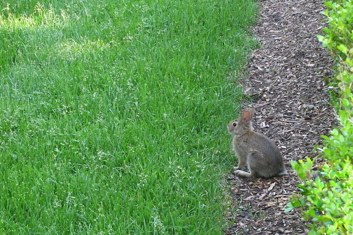 Repel rabbits with fences, plant choices