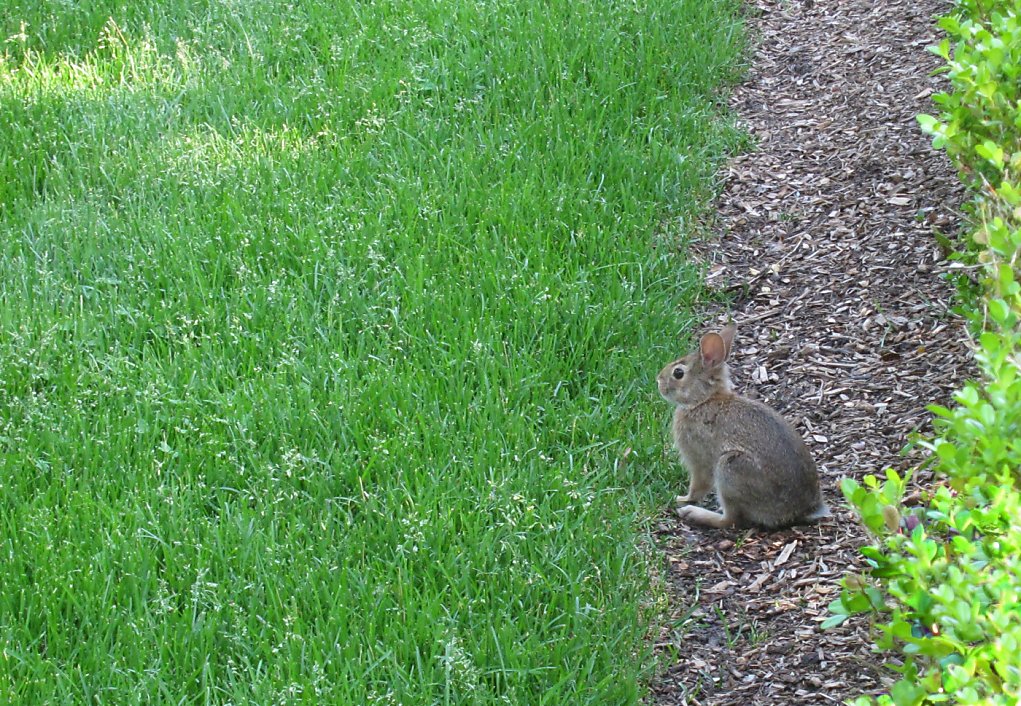 Repel rabbits with fences, plant choices