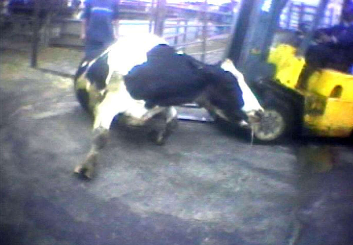 FILE - In this April 22, 2010 image from video provided by the United States Humane Society, a Hallmark Meat Packing slaughter plant worker is shown attempting to force a "downed" cow onto its feet by ramming it with the blades of a forklift in Chino, Calif. State legislators across the country are introducing laws making it harder for animal welfare advocates to investigate cruelty and food safety cases. Bills pending in California, Nebraska and Tennessee require that anyone collecting evidence of abuse turn it over to law enforcement within 24 to 48 hours - which advocates say does not allow enough time to document illegal activity under federal humane handling and food safety laws. Critics say the bills are an effort to deny consumers the ability to know how their food is produced. (AP Photo/Humane Society of the United States, file)