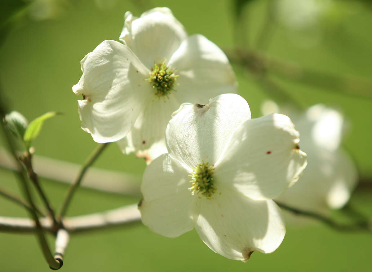 Flowers in bloom in April and May