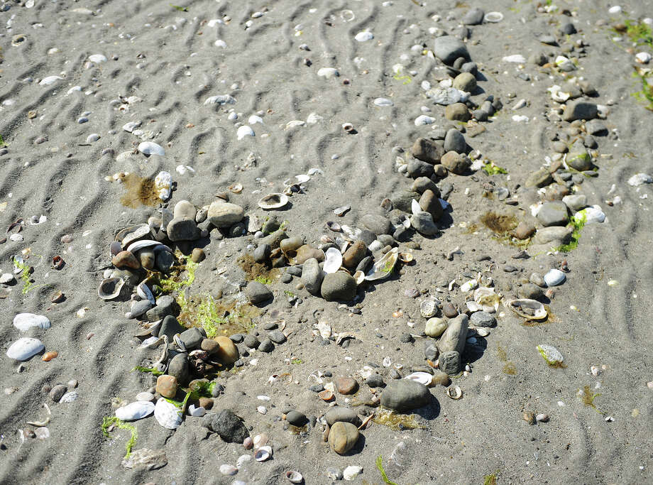 Horseshoe crabs link Sacred Heart U. to Mystic Aquarium Connecticut Post