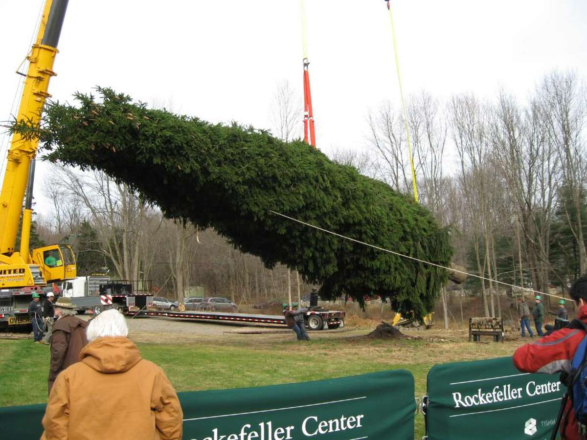 A large Norway spruce tree in the Easton, CT yard of Maria Corti was chosen as the 2009 Rockefeller Center Christmas tree. Crews were on hand to take the tree down on Wednesday November 11, 2009. Lots of local folks came to watch the excitement.