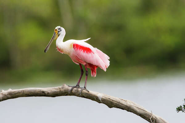 Striking color gives roseate spoonbill a tropical flair ...