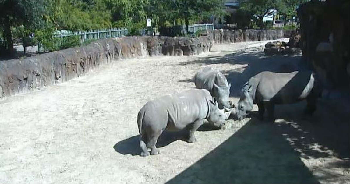 Houston Zoo cameras ideal for animal lovers, lazy parents