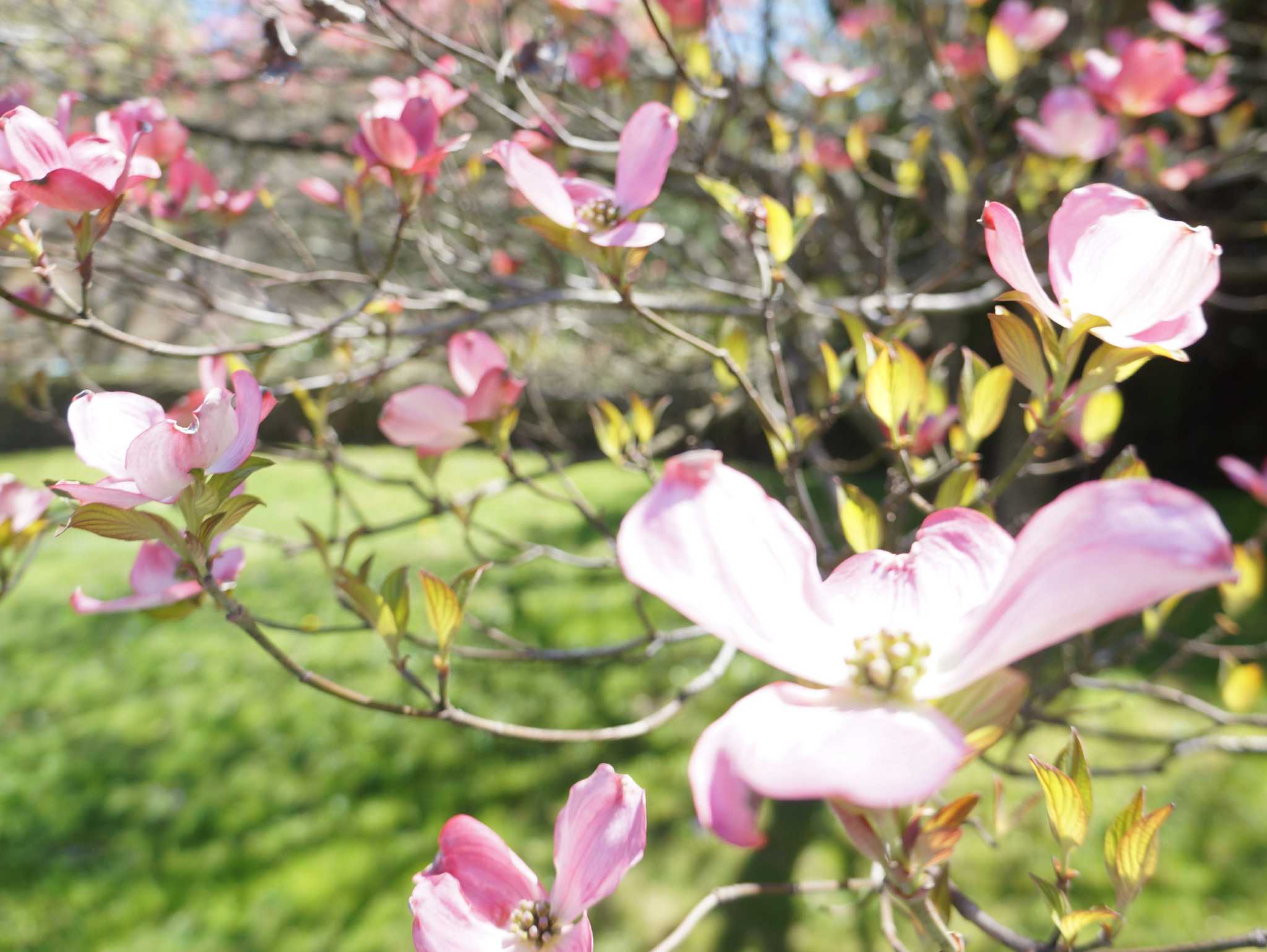 A burst of blooms as sun shines on Dogwood Festival opening