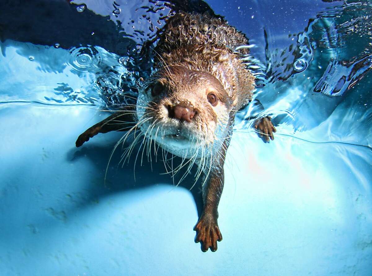 Seth Casteel's underwater animal photography