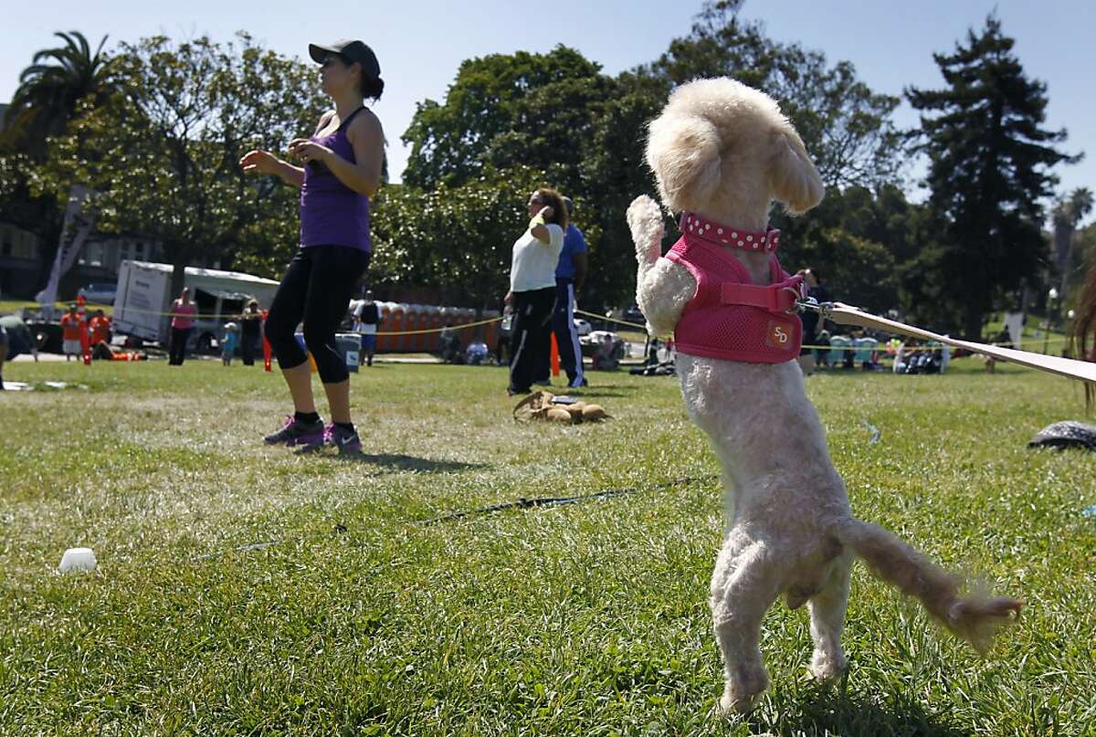 Coco wants to get in on the Zumba-thon exercise dance session with her owner Karla Lopez-Lee (left) at the annual Cinco de Mayo celebration at Dolores Park in San Francisco, Calif. on Saturday, May 4, 2013.