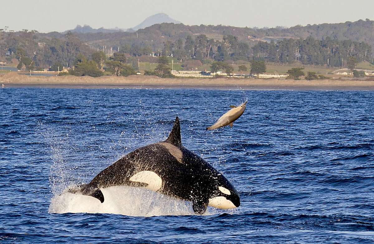 Female Orca CA138 tosses the common dolphin she is hunting into the air in Monterey Bay, Calif.