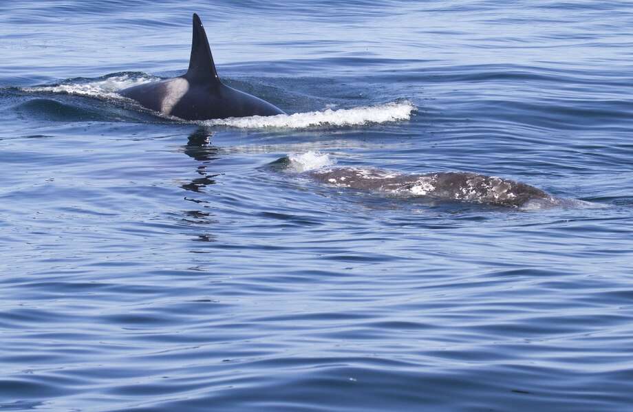 rare drone video shows killer whales feeding on a shark in