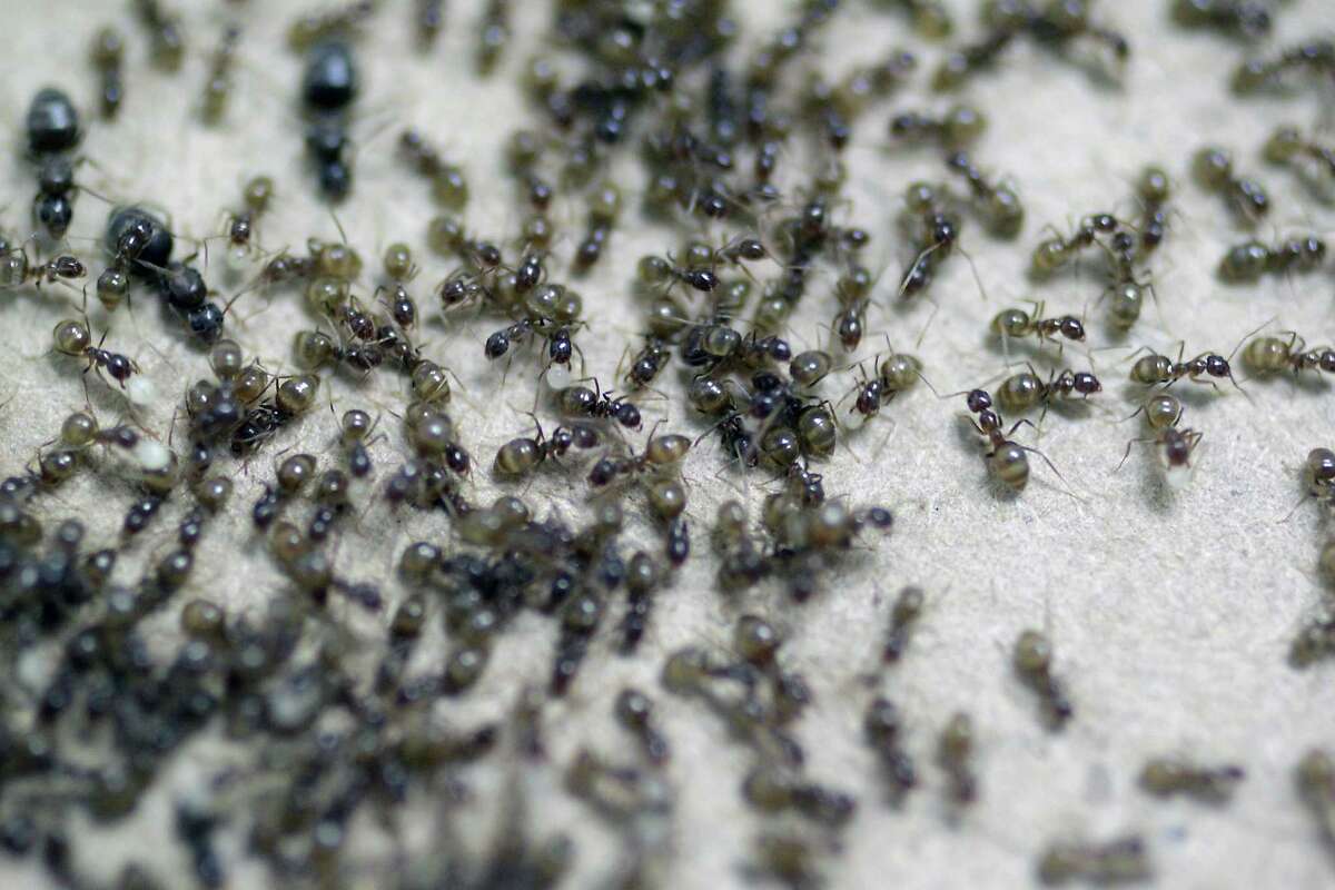 Crazy ants are invading parts of the U.S., including Houston