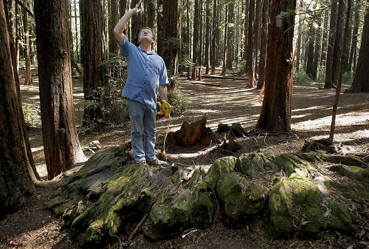 Todd Keeler-Wolf Senior Vegetation Ecologist for the California Department of Fish and Game measures the stump of an old growth landmark redwood tree in Redwood Regional Park in Oakland, Calif., on Friday May 3, 2013. The tree stump measured sixteen feet across. A visit to the Oakland Hills to discover the last remnants of the Blossom Rock trees and the old growth landmark redwoods that once guiding sailing ships through San Francisco Bay as a navigation reference point.