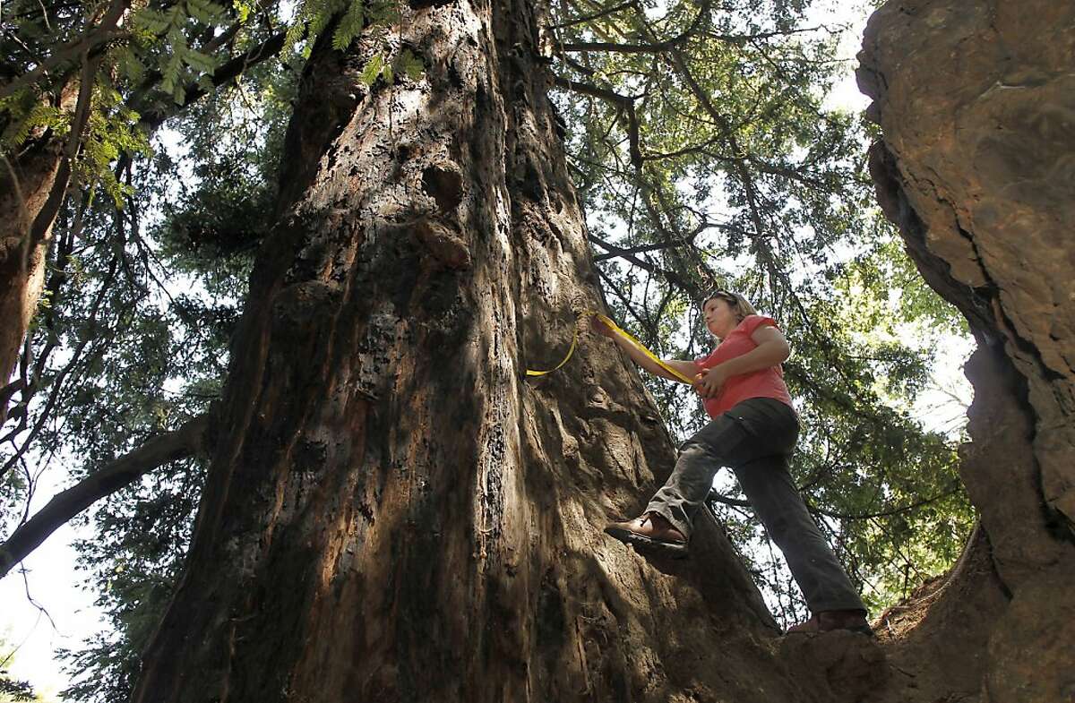 Emily Burns, Science director for the Save the Redwoods League, measures the diameter of the last know old growth redwood tree in the Oakland, Calif., on Friday May 3, 2013. The tree rises ninety three feet above Lion Canyon near Merritt College. A visit to the Oakland Hills to discover the last remnants of the Blossom Rock trees and the old growth landmark redwoods that once guiding sailing ships through San Francisco Bay as a navigation reference point.