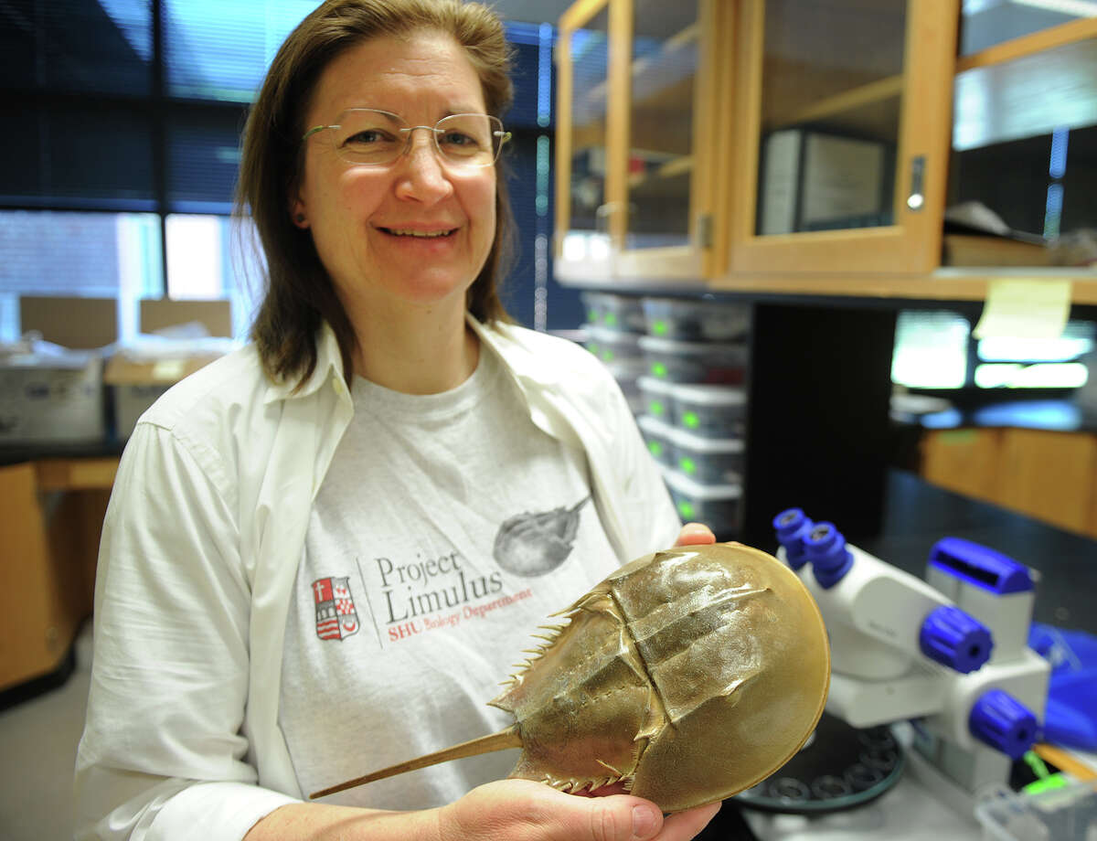 Horseshoe crabs link Sacred Heart U. to Mystic Aquarium