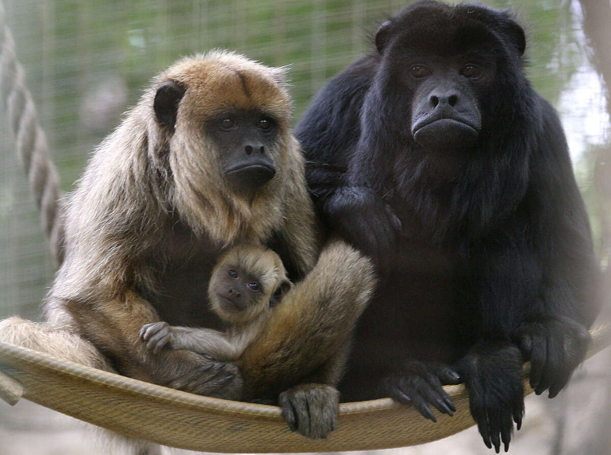 S.A. Zoo welcomes newborn monkeys