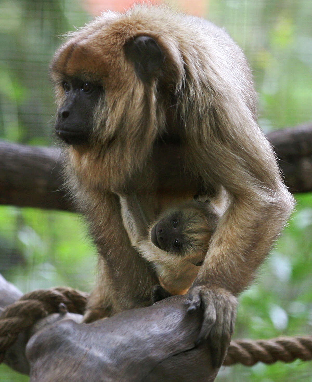 San Antonio Zoo closing monkey habitat for renovation