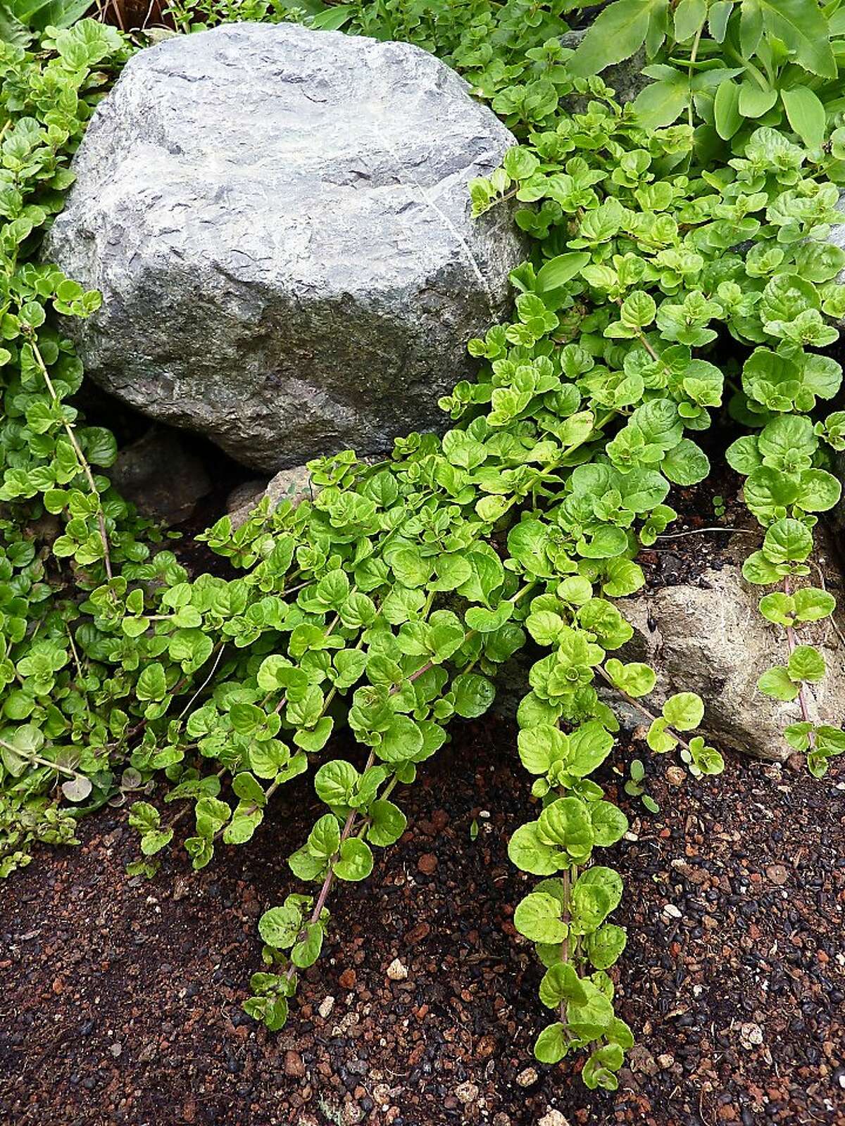 yerba-buena-used-in-garden-kitchen