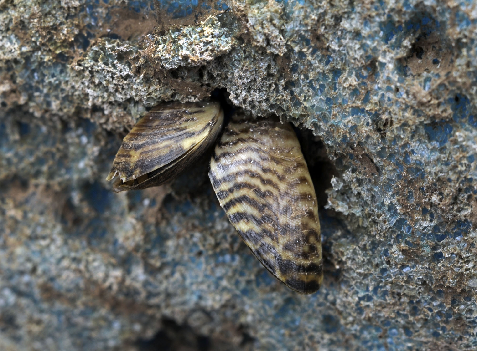 Attacking invasive zebra mussels upstream
