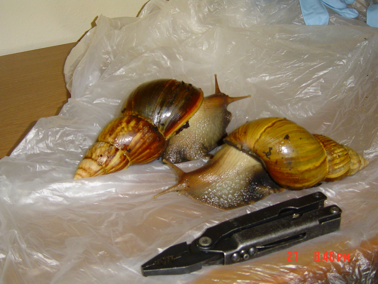 Featured image of post Large Pet Snails For Sale - Any size of snail for sales.such as baby snail , grower&#039;s snails, point of laying snails , mature snails , and jombo snail.