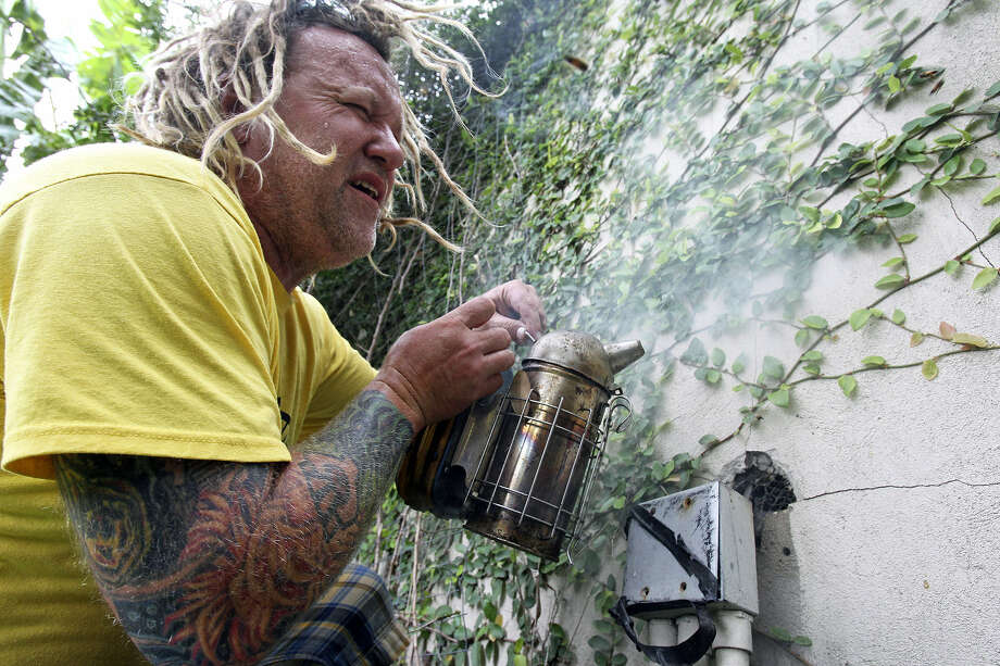 Bee Rescue Keeps Bees Alive And Honey Flowing San Antonio Express News Walter Schumacher An Austin Bee Rescue And Relocation Expert Uses Smoke Near A Hole