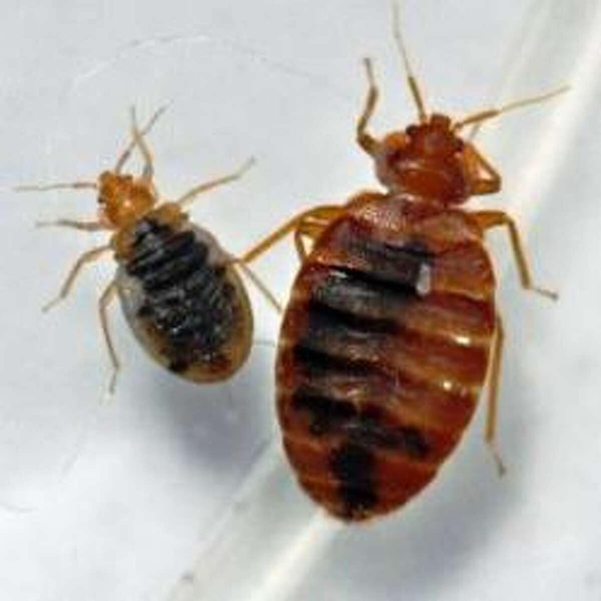 Bed bugs continue to be a Houston problem