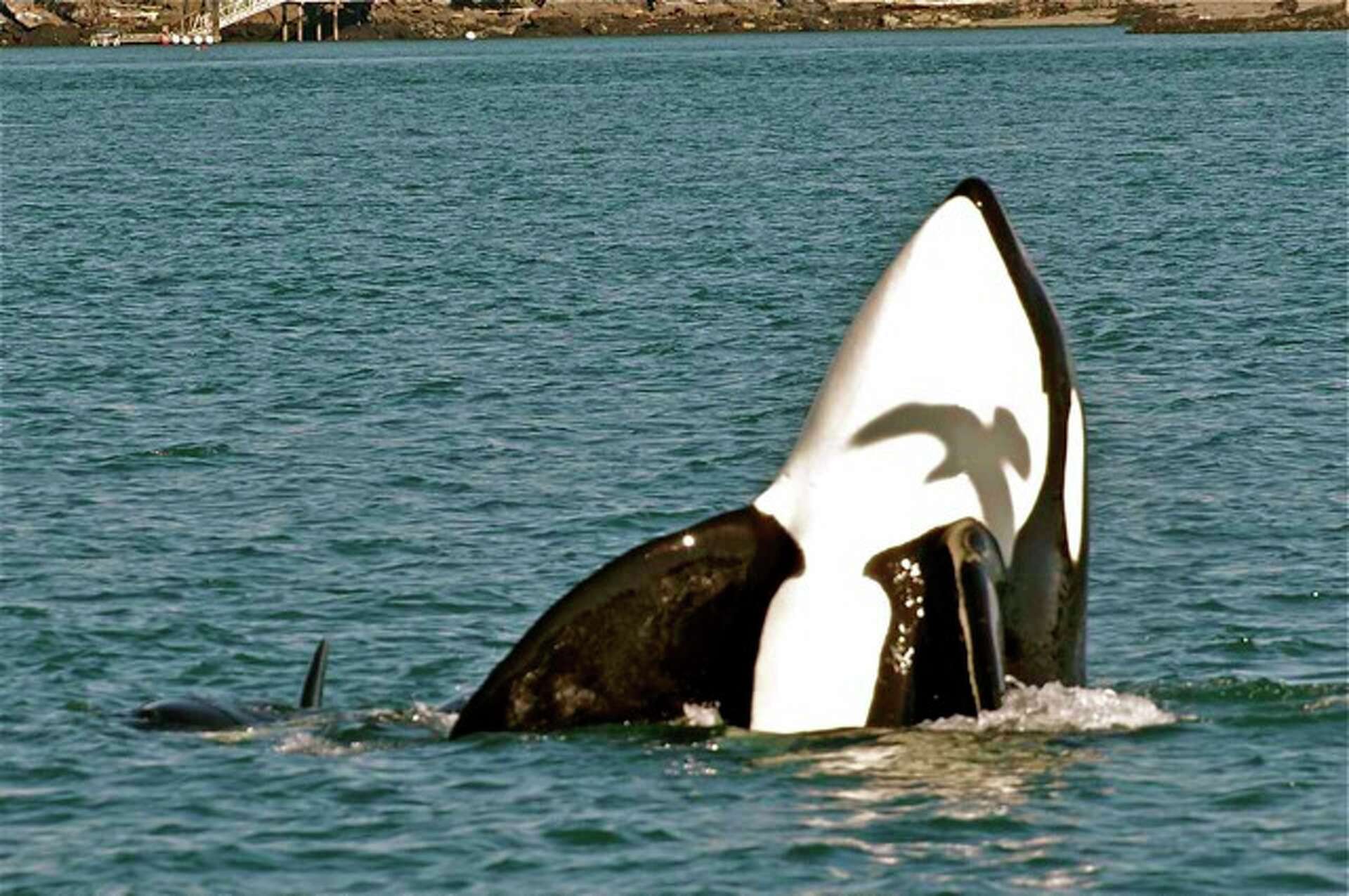 Report: New orca calf born in southern resident J pod