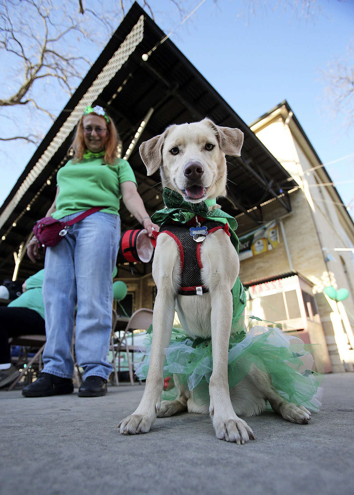 “Thurber” stands in his Irish garb with owner Christine Saalbach.