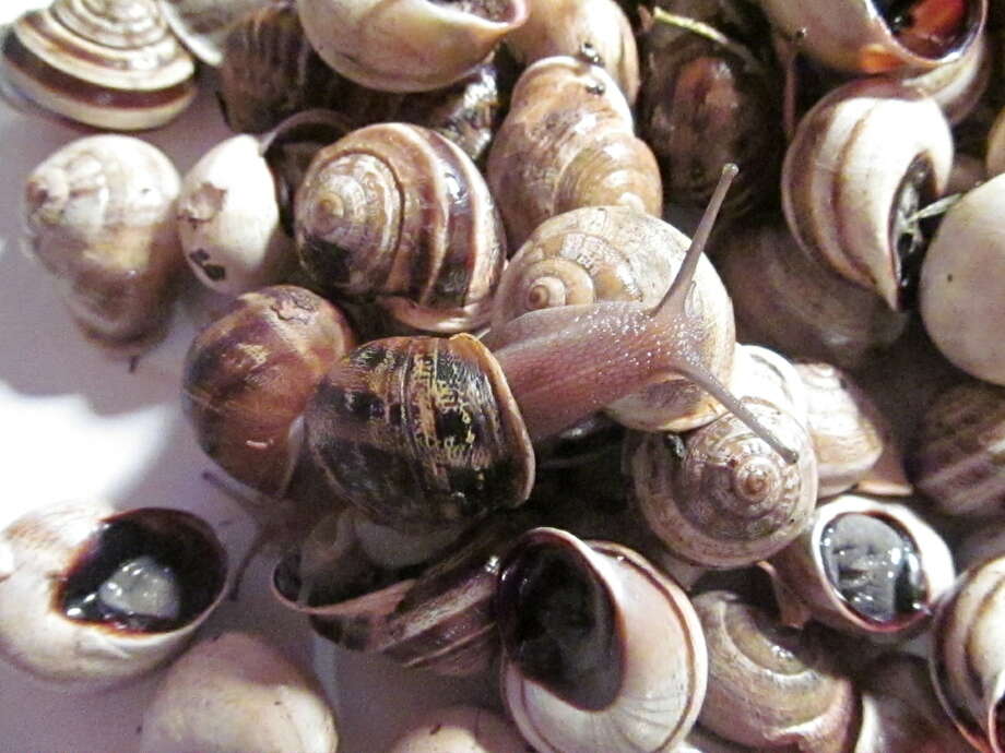 What do you do if you see a giant snail? Beaumont Enterprise