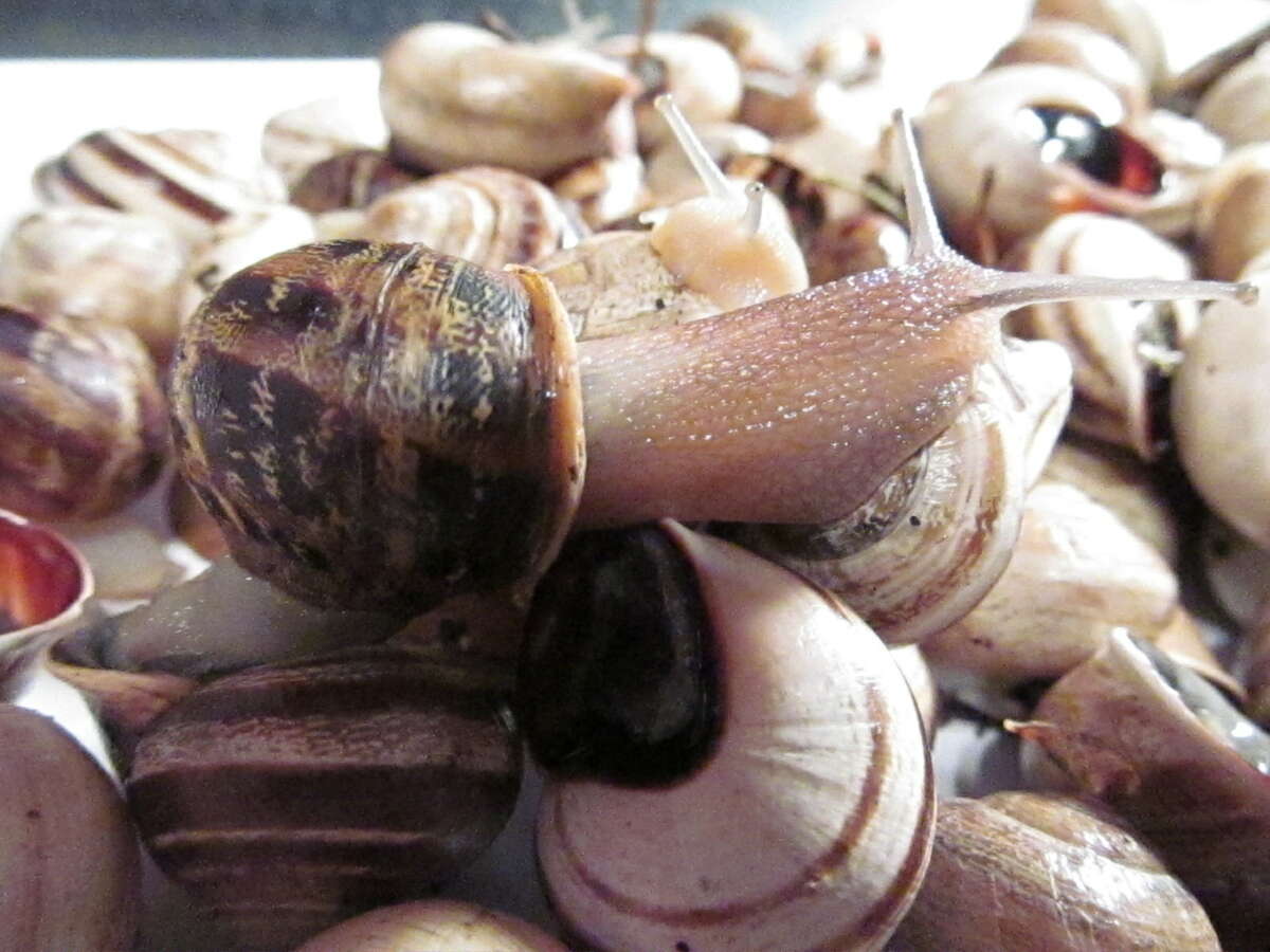 What do you do if you see a giant snail?