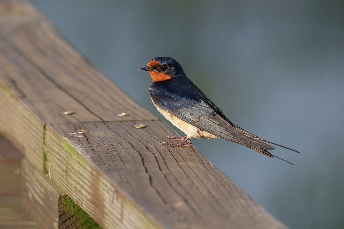 Barn swallow are one of our best controls against insects like mosquitoes. Barn swallows frequently nest around human structures such as barns, outbuildings, and houses. Leave their nests alone during the spring and summer nesting season. Photo Credits: Kathy Adams Clark. Restricted use.