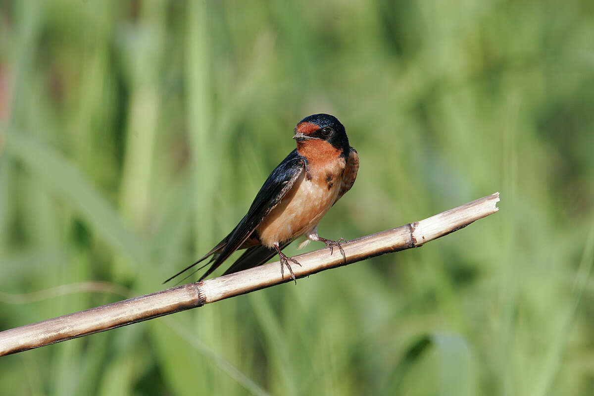 Amazing aerobatics make barn swallows easy to spot